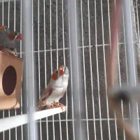 دوجفت فنچ رو تخم|پرنده|بردسکن, |دیوار