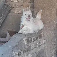 کته سگ پاکوتاه