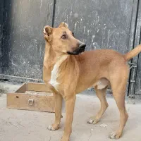 سگ نگهبان|سگ|پاکدشت, پاکدشت (مامازند)|دیوار