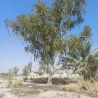 هرس کردن و قطع کردن درختان و نخل های بزرگ