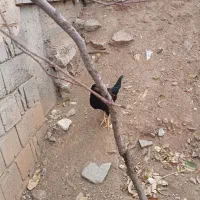 جوجه لاری و محلی و کوردی