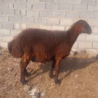 گوسفندافشاری جوان ابستن