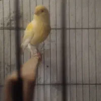 قناری|پرنده|تبریز, |دیوار