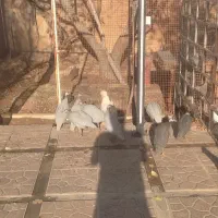 فروش ده عدد مرغ شاخدار