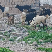 بز،بیگ،تیشتر|حیوانات مزرعه|دزفول, |دیوار