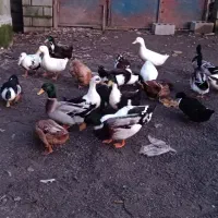 اردک محلی دورگ نر ماده تخم گذار