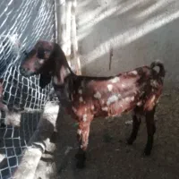 بز پاکستانی و دورگ کاموری