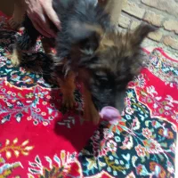 ژرمن شپرد شولاین|سگ|قزوین, |دیوار