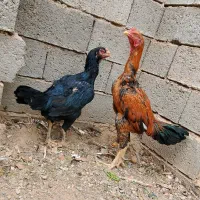 مرغ و خروس لاری