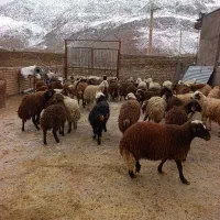 بره‌ نر|حیوانات مزرعه|بیرانوند, |دیوار