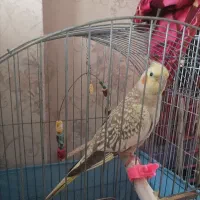 پرنده|پرنده|تهران, شهرک رضویه|دیوار