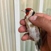 سهره نر دو ساله حلقه پا پلم درشت قلمی چهار گل