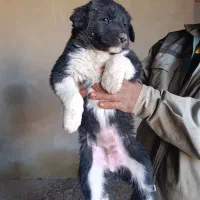 واگذاری توله سگ قدرجونی قهدریجانی|سگ|شاهین‌شهر, برخوار غرب|دیوار