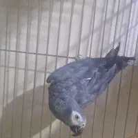 کاسکو تیمنه نر کار داده