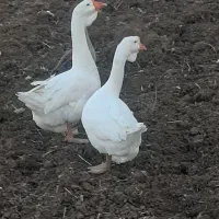 غازلیندا|حیوانات مزرعه|بیله سوار, |دیوار