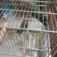 طوطی برزیلی نر ماده