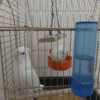 یک جفت عروس هلندی