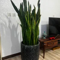 گل و گلدان سانسوریا