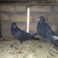 کبوتر سیاه