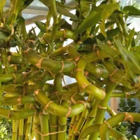 گل کلکسیونی نایاب|کلکسیون و سرگرمی|بروجرد, |دیوار