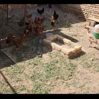 مرغ خروس رسمی