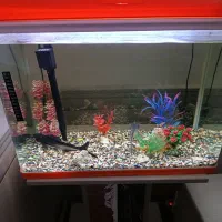 آکواریوم شرکتی