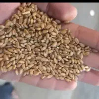 گندم ۱۰ تن برای فروش درجه یک
