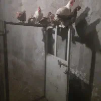 کفتر ومرغ|حیوانات مزرعه|خضر آباد, |دیوار