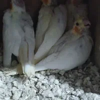 عدوس هلندی جوجه سرلاکی