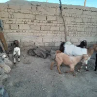 مری با کره نر و ماده|حیوانات مزرعه|هامون, |دیوار