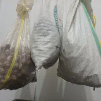 گردوی محلی تازه محصول خشک شده از رضوانشهر رسید.|خوردنی و آشامیدنی|رشت, پارک شهر|دیوار