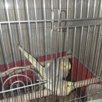 یک جفت عروس هلندی معاوضه با مرغ