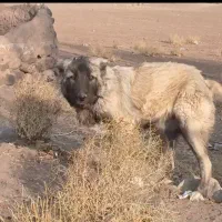 سگ ماده سرابی ذات قدیم