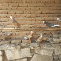 تعدادی کبوتر