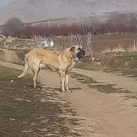 سگ پژدر عراقی|سگ|تهران, آهنگ|دیوار
