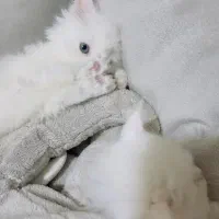 بریتیش چشم آبی