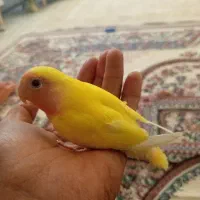 طوطی برزیلی دستی