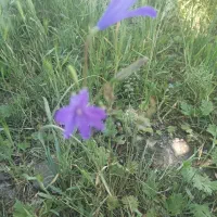 زمین باغی دارای حق آبه از نهر محلی