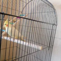 عروس هلندی|پرنده|مشهد, شهرک صنعتی توس|دیوار