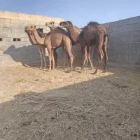 هاشی شتر