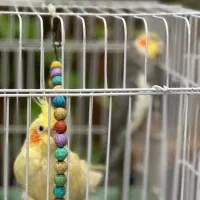 یک جفت عروس هلندی جفت خورده|پرنده|اسلامشهر, شهرک طالقانی|دیوار