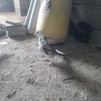 کبوتر پرشی ماده