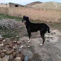 سگ گله ای
