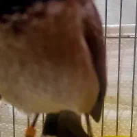 سهره اهوازی دستی قناری کبوتر