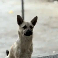 سگ مینیاتور پینچر|سگ|کنگاور, |دیوار