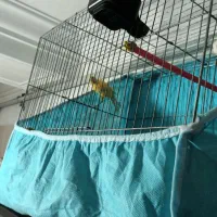 قناری نر و ماده خواهر و برادر