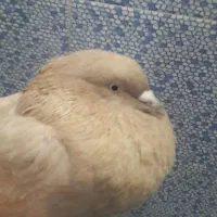 کبوتر کله ای هندی برنجی