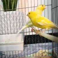 قناری رولر هارز