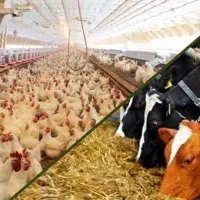 مشاوره و تولید انواع خوراک دام و طیور