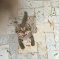 واگذاری سه عدد بچه گربه دو ماهه|گربه|یزد, |دیوار